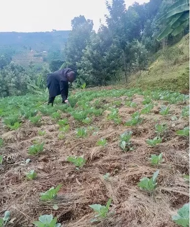 Jean implementing RegenAg techniques on his farm.