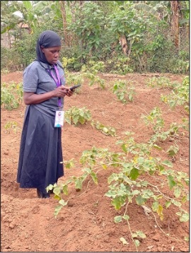 FSA Peace using a digital tool to ask which pest is affecting the crop.