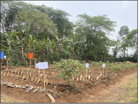 Peace and the St. Theresa's school’s farm plot. 
