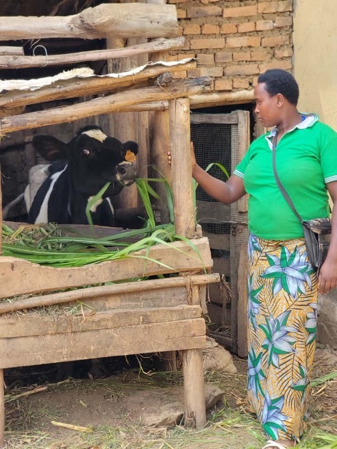 Vestine with the cows she purchased after starting RegenAg practices.