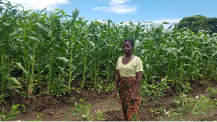 Chikondi on her maize farm.