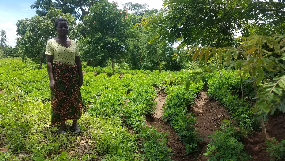 Chikondi on her maize farm.