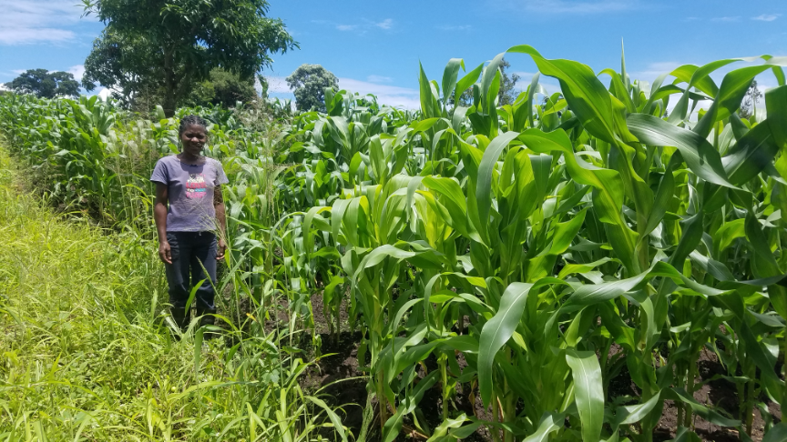 Marshall on her maize farm. 
